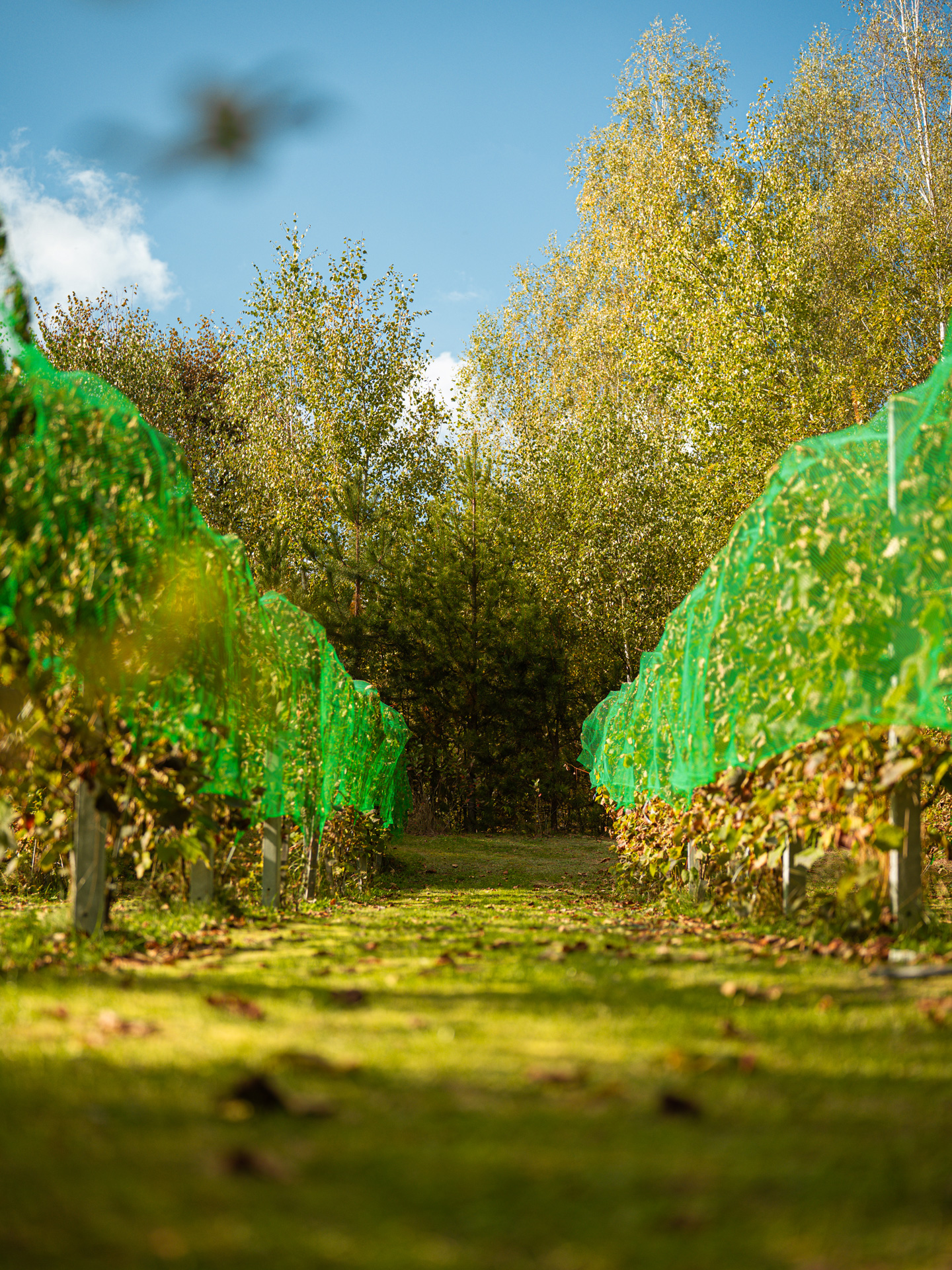 ekologiczne-gospodarstwo ekologiczna winnica nałęczów